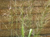 Delicate Shenandoah Grass plumes soften the brick.