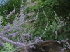 Look!  The homeowners have added their own finds in amongst the plants!