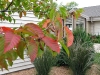 Here Blue Beech fall foliage livens up an outdoor study/ picnic area.