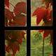 fallleaves