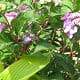 plantsondockforwbsite_081809-013_web3