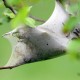 Tent caterpillars hanging out; photo by ken schneider