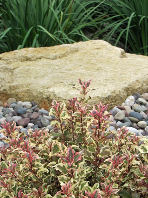 My Monet Weigela sparkling in the landscape