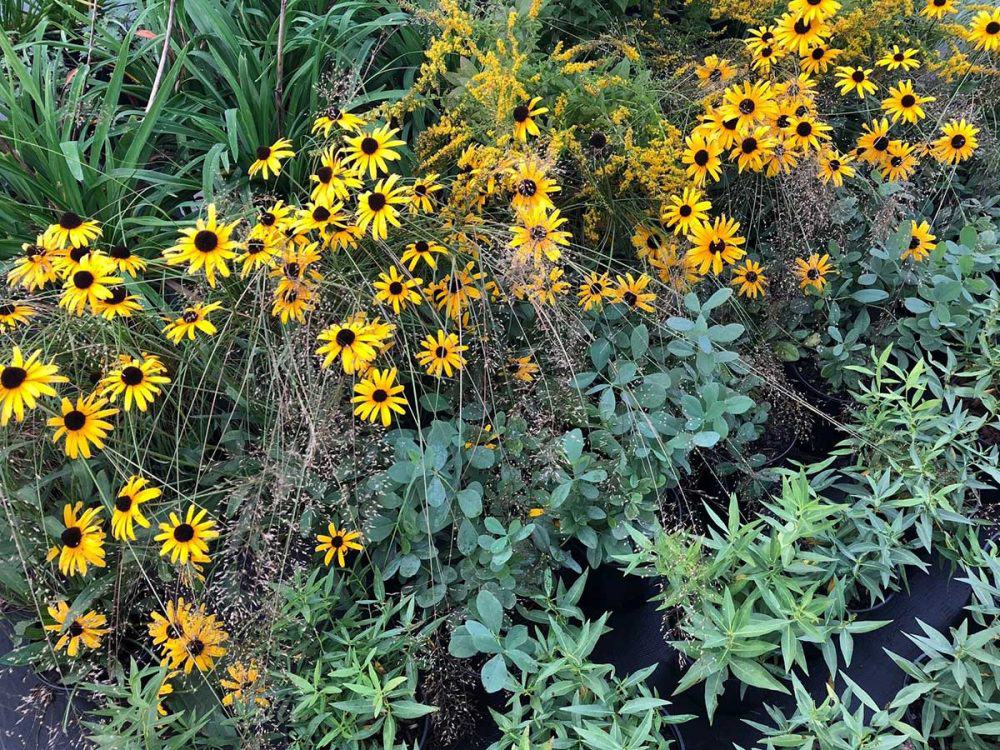 Fresh Take on Blackeyed Susans