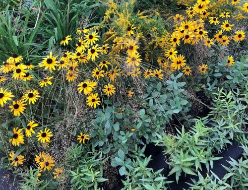 Fresh Take on Black-eyed Susans