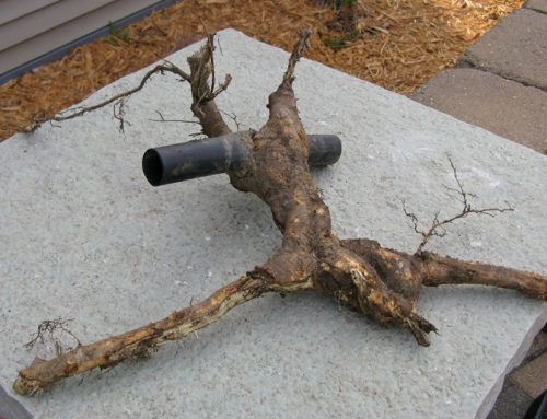 The Root of the Problem